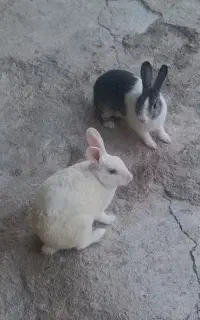 خرگوش