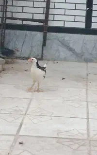 جوجه و نیمچه خروس گلین