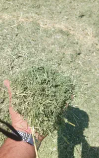 یونجه درجه ۱ باباحیدر  منی ۳۰۰