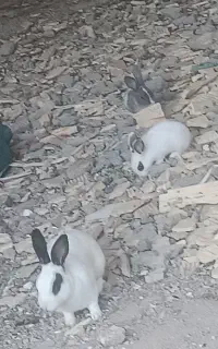 بچه خرگوش
