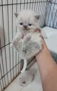 پرشین بلوپوینت