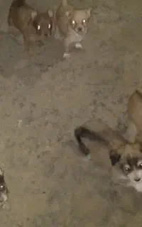 توله پاکوتاه