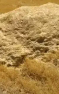 کاه گندم دیم
