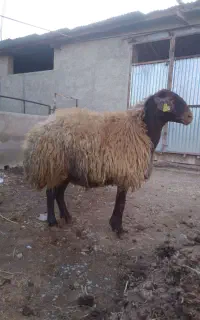 مرکزاصلاح نژادگوسفندچندقلوزا پویادام