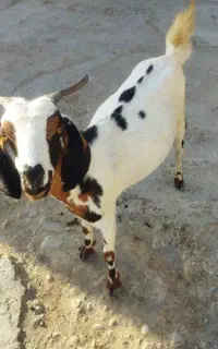 کهره نزار