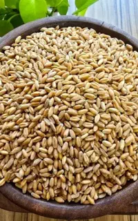 گندم قرمز
