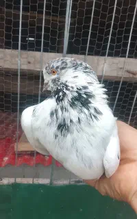 کبوتر پرشی