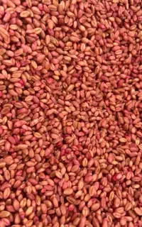 بذر گندم آبی رقم پیشگام