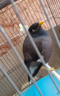 مرغ مینا.