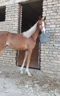 کره مادیان عرب