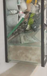 اکواریوم