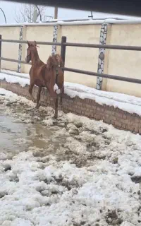 اسب بالغ درشت مادیان سرحال