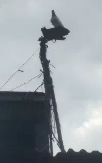 کبوتر پرشی خارجی