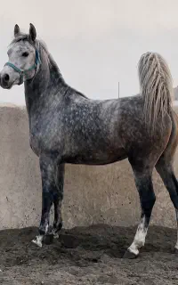 اسب عرب