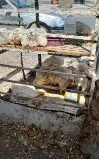کارگر در مرغ فروشی