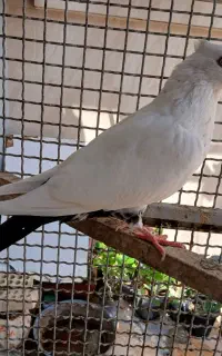 کبوتر دمبی ماده