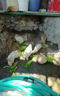 خرگوش با اردک