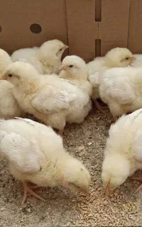 جوجه گوشتی نژاد آرین و نژاد راس.تحویل‌وتسویه محل