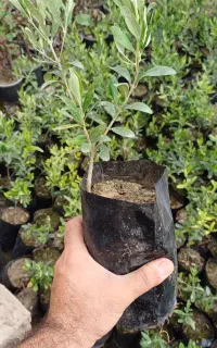 نهال زیتون خوراکی