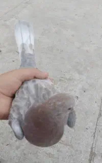 فروش کبوتر