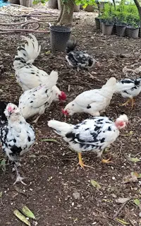 تخم مرغ نطفه دارنژادگلین لری