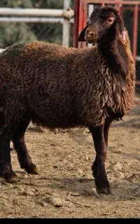 گوسفند زنده گوشتی