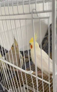 عروس هلندی