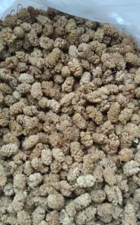 توت درجه۲