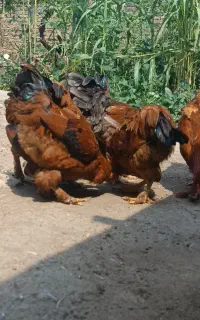 6عدد خروس بالغ درشت هیکل نژاد دار