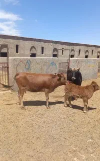 دو راس گاو شکم اول