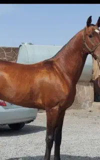 ترکمن خالص ..زیبا خوش اخلاق
