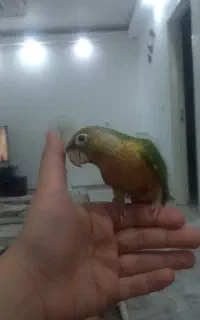 گرینچیک