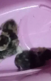 گربه