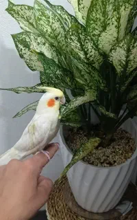 پرنده ۲۲۰۰