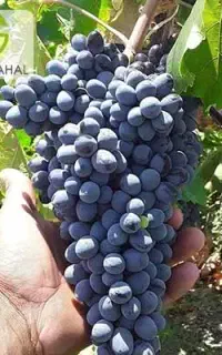 انگور مویز درجه یک