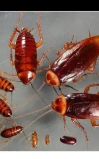 شرکت خدمات سمپاشی دنا سم جنوب سوسک ساس و ..