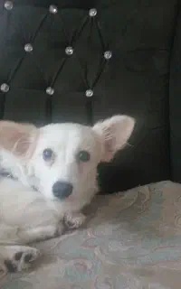 سگ گم شده