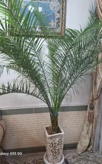 درخت نخل