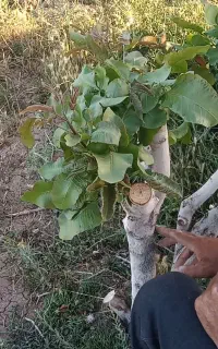 پیوند و ترکه انواع پسته
