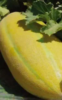 خربزه فراهان  شیرین و پر آب