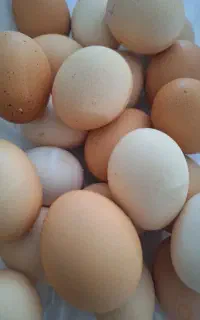 مرغ محلی تخم گذار یکساله