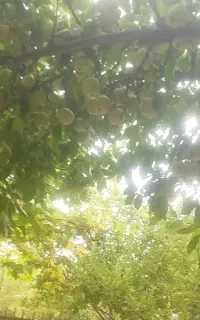 نیازمند کارگر ماهیانه در باغ حنا