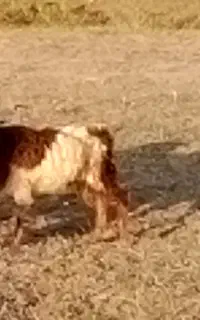 بزعاله