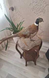 دکور قرقاول طبیعی
