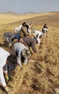 کارگر برای دسکنه نخود میخوام