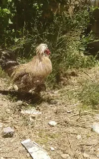 خروس لهستانی نژاد دار