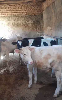 4راس گوساله سیمینتال