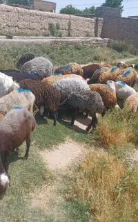 گوسفند زنده همراه با قصاب