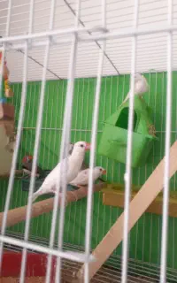 پرنده