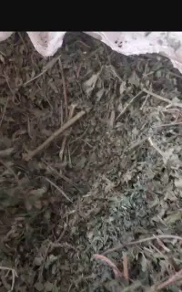 گزنه اعلا
